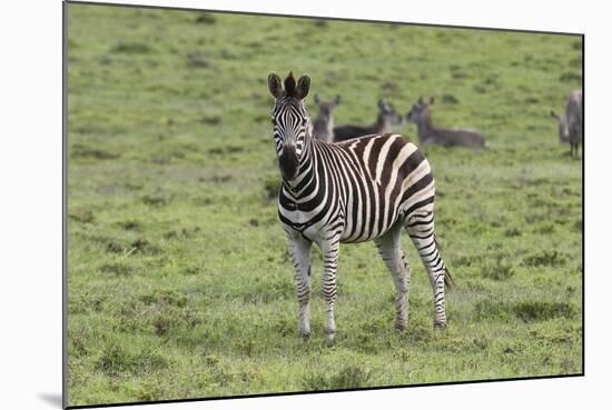 African Zebras 106-Bob Langrish-Mounted Photographic Print