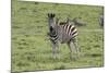 African Zebras 106-Bob Langrish-Mounted Photographic Print