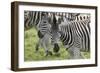 African Zebras 107-Bob Langrish-Framed Photographic Print