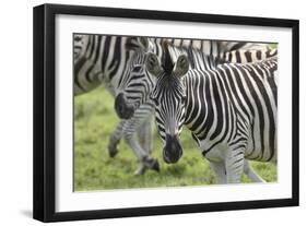 African Zebras 107-Bob Langrish-Framed Photographic Print