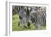 African Zebras 107-Bob Langrish-Framed Photographic Print