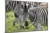 African Zebras 107-Bob Langrish-Mounted Photographic Print