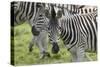 African Zebras 107-Bob Langrish-Stretched Canvas