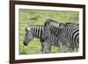 African Zebras 108-Bob Langrish-Framed Photographic Print