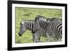 African Zebras 108-Bob Langrish-Framed Photographic Print