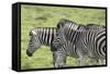 African Zebras 108-Bob Langrish-Framed Stretched Canvas