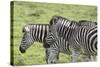 African Zebras 108-Bob Langrish-Stretched Canvas