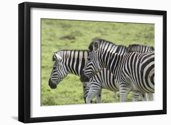 African Zebras 108-Bob Langrish-Framed Photographic Print