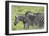 African Zebras 108-Bob Langrish-Framed Photographic Print