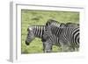 African Zebras 108-Bob Langrish-Framed Photographic Print