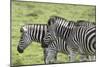 African Zebras 108-Bob Langrish-Mounted Photographic Print