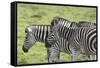 African Zebras 108-Bob Langrish-Framed Stretched Canvas