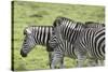 African Zebras 108-Bob Langrish-Stretched Canvas