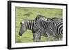 African Zebras 108-Bob Langrish-Framed Photographic Print
