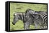 African Zebras 108-Bob Langrish-Framed Stretched Canvas