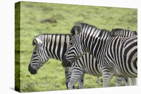 African Zebras 108-Bob Langrish-Stretched Canvas