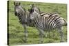 African Zebras 110-Bob Langrish-Stretched Canvas