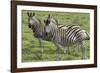 African Zebras 110-Bob Langrish-Framed Photographic Print