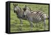 African Zebras 110-Bob Langrish-Framed Stretched Canvas