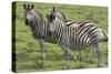 African Zebras 110-Bob Langrish-Stretched Canvas