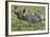 African Zebras 110-Bob Langrish-Framed Photographic Print