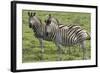 African Zebras 110-Bob Langrish-Framed Photographic Print