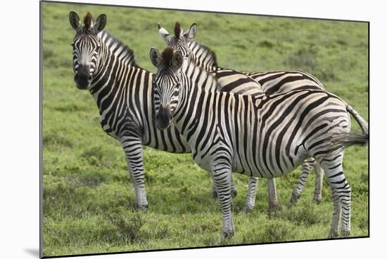 African Zebras 110-Bob Langrish-Mounted Photographic Print