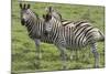 African Zebras 110-Bob Langrish-Mounted Photographic Print