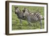 African Zebras 110-Bob Langrish-Framed Photographic Print