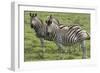 African Zebras 110-Bob Langrish-Framed Photographic Print