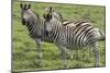 African Zebras 110-Bob Langrish-Mounted Photographic Print