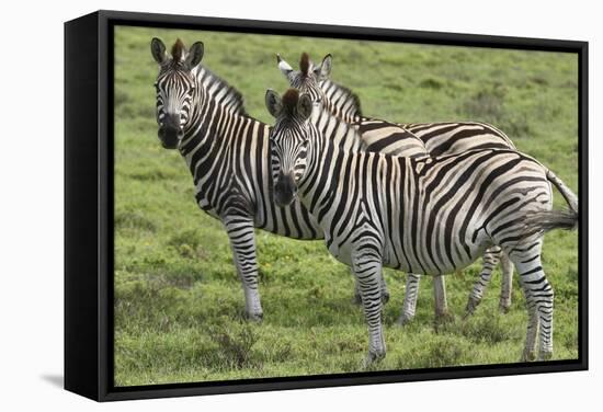 African Zebras 110-Bob Langrish-Framed Stretched Canvas