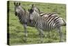 African Zebras 110-Bob Langrish-Stretched Canvas