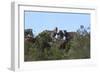 African Zebras 111-Bob Langrish-Framed Photographic Print