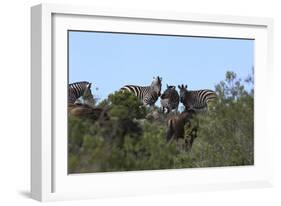 African Zebras 111-Bob Langrish-Framed Photographic Print