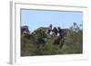 African Zebras 111-Bob Langrish-Framed Photographic Print