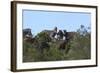 African Zebras 111-Bob Langrish-Framed Photographic Print