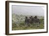 African Zebras 112-Bob Langrish-Framed Photographic Print