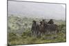 African Zebras 112-Bob Langrish-Mounted Photographic Print