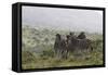 African Zebras 112-Bob Langrish-Framed Stretched Canvas