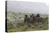 African Zebras 112-Bob Langrish-Stretched Canvas