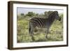 African Zebras 113-Bob Langrish-Framed Photographic Print