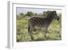 African Zebras 113-Bob Langrish-Framed Photographic Print