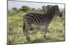 African Zebras 113-Bob Langrish-Mounted Photographic Print
