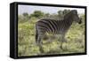 African Zebras 113-Bob Langrish-Framed Stretched Canvas