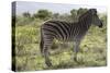 African Zebras 113-Bob Langrish-Stretched Canvas