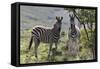 African Zebras 114-Bob Langrish-Framed Stretched Canvas