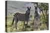 African Zebras 114-Bob Langrish-Stretched Canvas