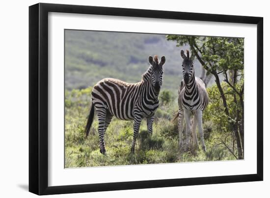 African Zebras 114-Bob Langrish-Framed Photographic Print