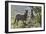 African Zebras 114-Bob Langrish-Framed Photographic Print